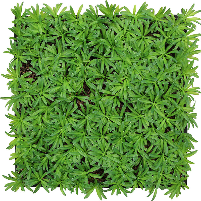 JANGAL Modular Wall Panneau Acoustique Mural 520 x 520 mm Podocarpus Arbre à Thé Fibre naturelle