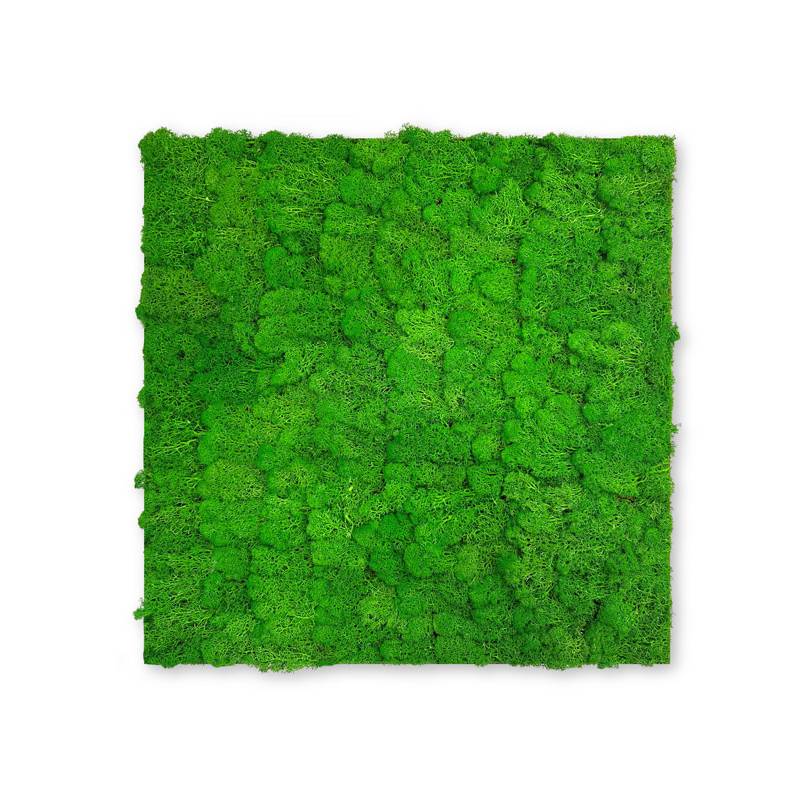 JANGAL Modular Wall Panneau Acoustique Mural 520 x 520 x 40 mm Mousse Vert Riche Mousse Naturelle