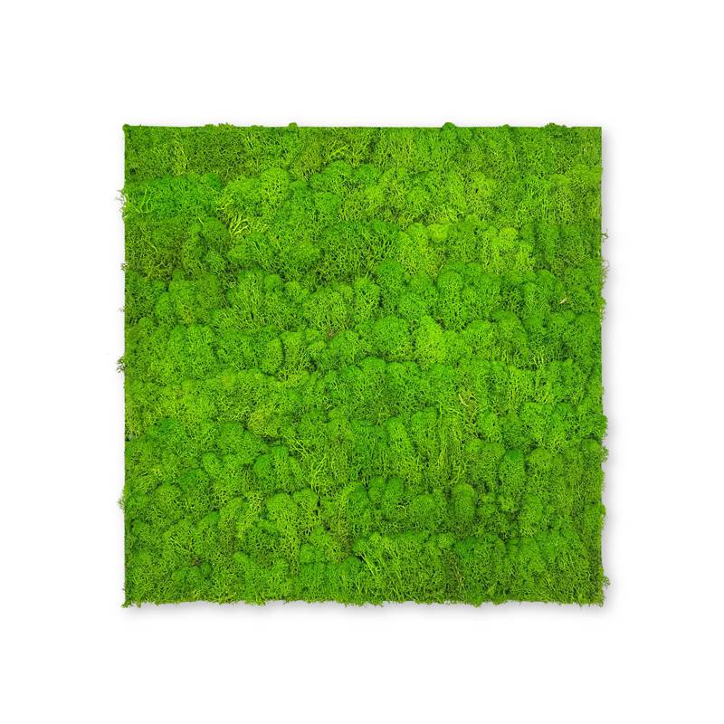 JANGAL Modular Wall Panneau Acoustique Mural 520 x 520 x 40 mm Mousse Vert Clair Mousse Naturelle